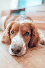 Beautiful cute spotted brown white dog. Welsh springer spaniel pure pedigree breed. Healthy dog resting comfy at home.