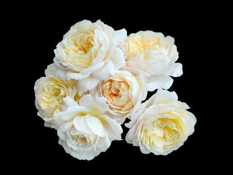beautiful bouquet of yellow roses isolated on a black background.