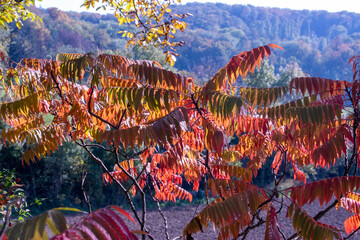 Bright foliage colors in Autumn, Riehen Switzerland