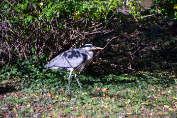 Grey Heron nesting in Riehen, Switzerland