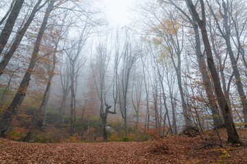 Foggy bare autumn forest landscape