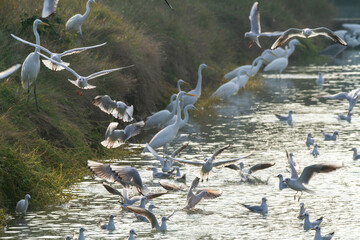 seagull po delta regional park comacchio iitaly