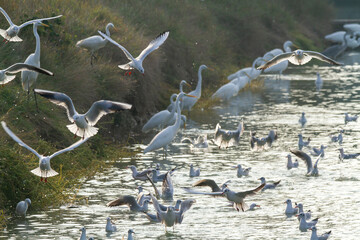 seagulls hunting the po delta