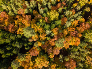 Aerial view of autumn forest. Fall landscape with red, yellow and green foliage as seen from above.