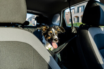 Tricolor border collie dog sitting in back seat of car on a pet seat with sun on face. dog with tongue out.