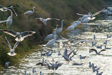 seagulls hunting the po delta