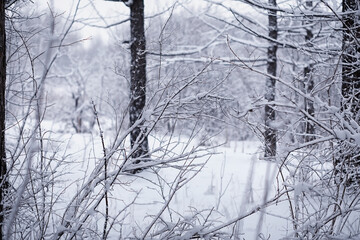 Obraz premium Winter forest. Landscape of the park in winter. Snow-covered trees at the edge.