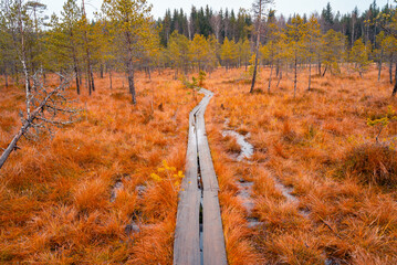 Fototapeta na wymiar Autumn in Lapland Finland, lake and forest, nature photography. Travel