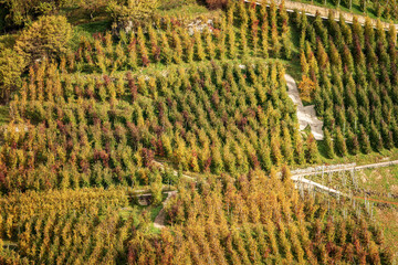 Fototapeta premium Apple Orchard (Golden Delicious Apple) in Autumn seen from above, Trentino-Alto Adige, Trento Province, Italy, southern Europe. 