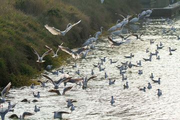 seagull po delta regional park comacchio iitaly