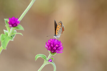 Common copper butterfly rests on a purple flower.