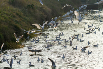 seagull po delta regional park comacchio iitaly