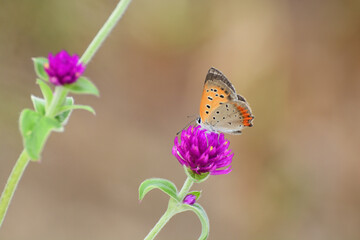 Common copper butterfly rests on a purple flower.
