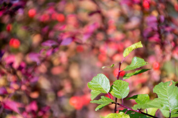 Bright foliage colors in Autumn, Riehen Switzerland