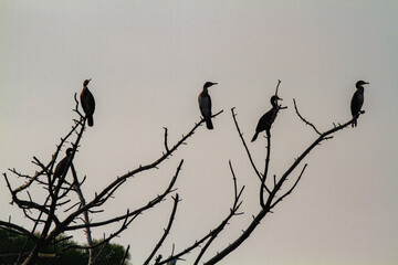 cormorants hunting the po delta