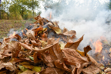 Dry leaf bonfire