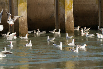 seagull po delta regional park comacchio iitaly
