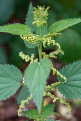 Common or Stinging Nettle, Urtica dioica, small plant macro, selective focus