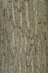 Baumrinde