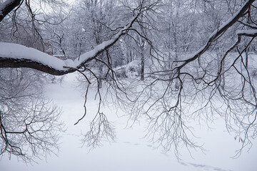 Winter forest landscape. Tall trees under snow cover. January frosty day in the park.
