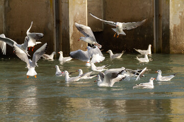 seagull po delta regional park comacchio iitaly