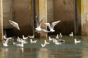 seagull po delta regional park comacchio iitaly