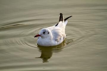 commo9n gull po delta regional park comacchio iitaly