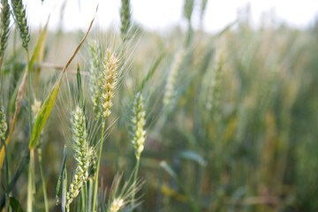 The ripening wheat in the summer wheat field
