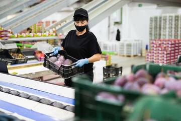 Focused efficient serious glad female worker wearing protective face mask working at fruit warehouse carrying box with mangos