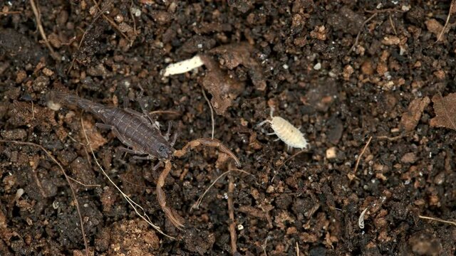 Parthenogenetic scorpion Lychas tricarinatus, family Buthidae, Distributed in India, feeds on insects and their larvae. Life expectancy is about 7 years. Macro