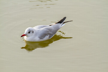 seagull po delta regional park comacchio iitaly