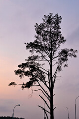 lonely tree at sunset