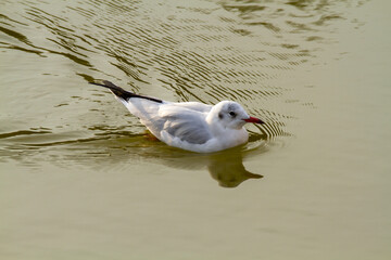 seagull po delta regional park comacchio iitaly