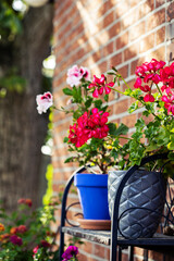 Fototapeta na wymiar Pelargoniums (geraniums) in pots outside