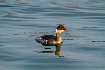 grebe small water bird po delta regional park comacchio iitaly