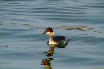 grebe small water bird po delta regional park comacchio iitaly