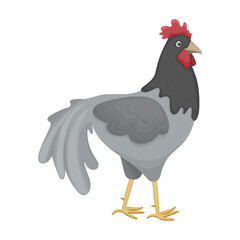 Cock of animal cartoon vector icon.Cartoon vector illustration rooster. Isolated illustration of cock rooster icon on white background.