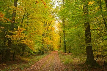 Fototapeta premium Autumn 2020 #5