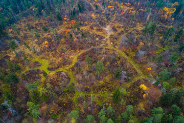 The autumn landscape with pine trees and trails was shot directly from above.