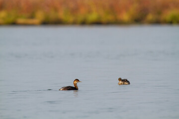 grebe small water bird po delta regional park comacchio iitaly