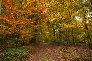 Obraz premium Autumn 2020 #6