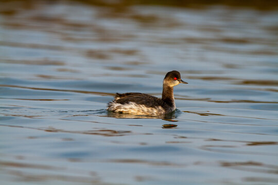 grebe small water bird po delta regional park comacchio iitaly