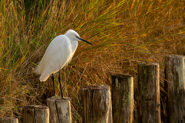 egret po delta regional park comacchio iitaly