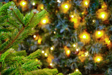 Garland of yellow lights on the background of branches Christmas tree, bokeh. Light of lamps among spruce green branch, copy space