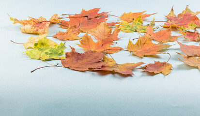 Autumn maple leaf isolated on white background with clipping path