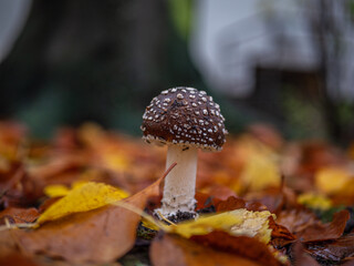 Einzelner giftiger Fliegenpilz im Herbstlaub mit unscharfen Hintergrund