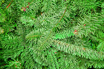 Natural green spruce branches for the New Year and christmas background.
