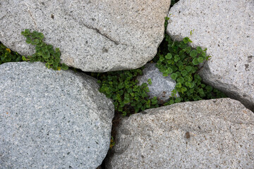 堤防の石積の隙間に生きる植物
