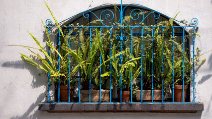 Green leaves, blue gate, curved window, looking for the sun, shadows on the wall, tropical climate in the city