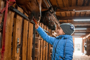 Little girl feeds the horse. Jockey, hippodrome, horseback riding.